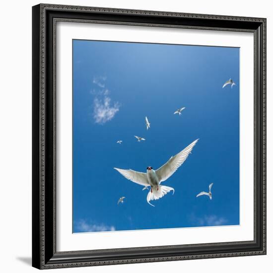 Arctic Terns Flying, Flatey Island, Iceland-Arctic-Images-Framed Photographic Print