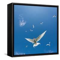 Arctic Terns Flying, Iceland-null-Framed Stretched Canvas