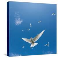 Arctic Terns Flying, Iceland-null-Stretched Canvas