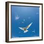 Arctic Terns Flying, Iceland-null-Framed Photographic Print