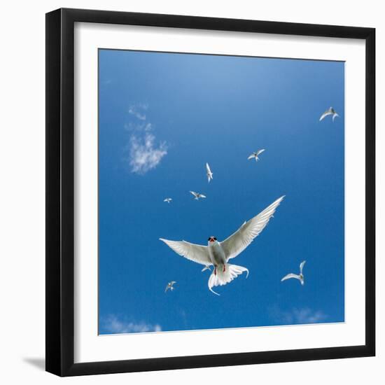 Arctic Terns Flying, Iceland-null-Framed Photographic Print