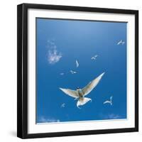 Arctic Terns Flying, Iceland-null-Framed Photographic Print