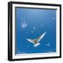 Arctic Terns Flying, Iceland-null-Framed Photographic Print