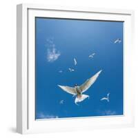 Arctic Terns Flying, Iceland-null-Framed Photographic Print