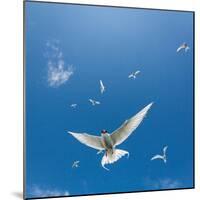 Arctic Terns Flying, Iceland-null-Mounted Photographic Print