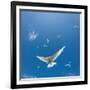 Arctic Terns Flying, Iceland-null-Framed Photographic Print