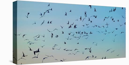 Arctic Terns Flying, Reykjavik, Iceland-null-Stretched Canvas