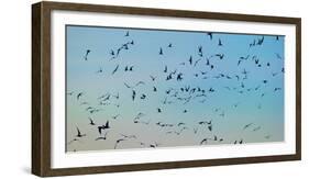 Arctic Terns Flying, Reykjavik, Iceland-null-Framed Photographic Print