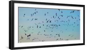 Arctic Terns Flying, Reykjavik, Iceland-null-Framed Photographic Print