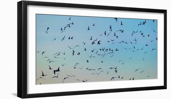 Arctic Terns Flying, Reykjavik, Iceland-null-Framed Photographic Print