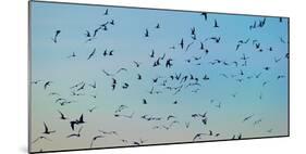 Arctic Terns Flying, Reykjavik, Iceland-null-Mounted Photographic Print