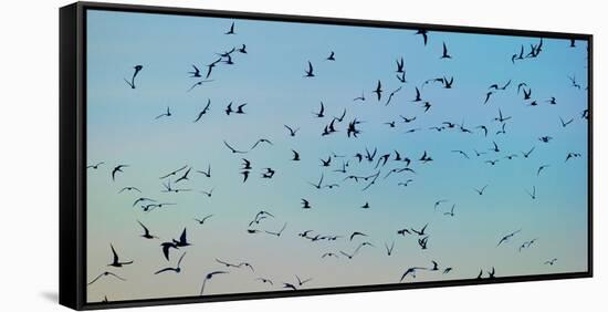 Arctic Terns Flying, Reykjavik, Iceland-null-Framed Stretched Canvas