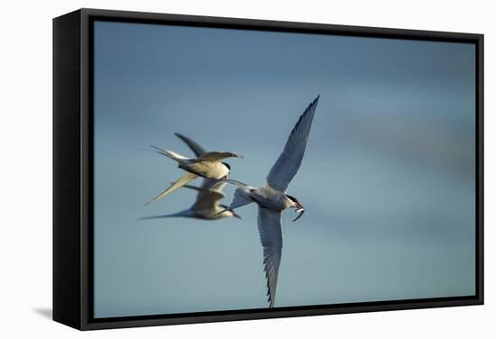 Arctic Terns, Hudson Bay, Canada-Paul Souders-Framed Stretched Canvas