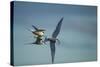 Arctic Terns, Hudson Bay, Canada-Paul Souders-Stretched Canvas