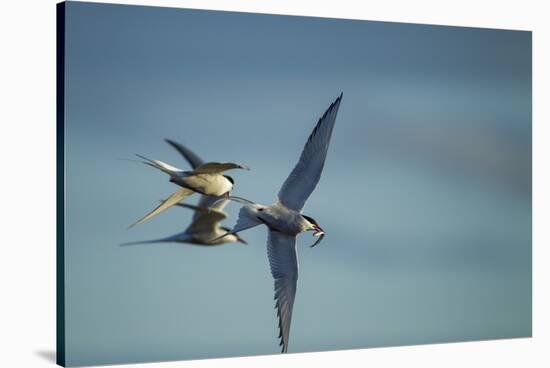 Arctic Terns, Hudson Bay, Canada-Paul Souders-Stretched Canvas