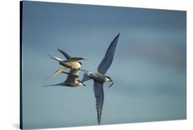 Arctic Terns, Hudson Bay, Canada-Paul Souders-Stretched Canvas