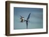 Arctic Terns, Hudson Bay, Canada-Paul Souders-Framed Photographic Print