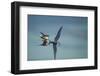 Arctic Terns, Hudson Bay, Canada-Paul Souders-Framed Photographic Print