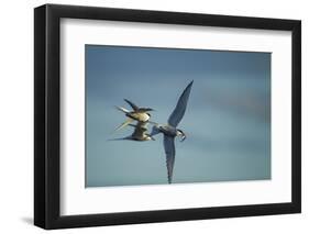 Arctic Terns, Hudson Bay, Canada-Paul Souders-Framed Photographic Print