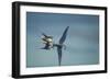 Arctic Terns, Hudson Bay, Canada-Paul Souders-Framed Photographic Print