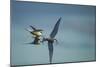 Arctic Terns, Hudson Bay, Canada-Paul Souders-Mounted Photographic Print