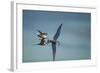 Arctic Terns, Hudson Bay, Canada-Paul Souders-Framed Photographic Print