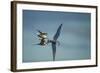 Arctic Terns, Hudson Bay, Canada-Paul Souders-Framed Photographic Print