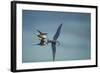 Arctic Terns, Hudson Bay, Canada-Paul Souders-Framed Photographic Print