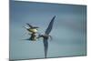 Arctic Terns, Hudson Bay, Canada-Paul Souders-Mounted Photographic Print