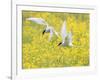 Arctic terns in flight over nesting colony, Iceland-Marie Read-Framed Photographic Print