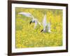 Arctic terns in flight over nesting colony, Iceland-Marie Read-Framed Photographic Print