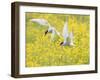 Arctic terns in flight over nesting colony, Iceland-Marie Read-Framed Photographic Print