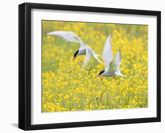 Arctic terns in flight over nesting colony, Iceland-Marie Read-Framed Photographic Print