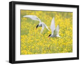 Arctic terns in flight over nesting colony, Iceland-Marie Read-Framed Photographic Print