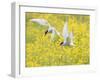 Arctic terns in flight over nesting colony, Iceland-Marie Read-Framed Photographic Print