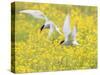 Arctic terns in flight over nesting colony, Iceland-Marie Read-Stretched Canvas