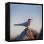 Arctic Terns (Sterna Paradisaea), Flatey Island, Breidafjordur, Iceland-null-Framed Stretched Canvas