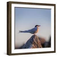 Arctic Terns (Sterna Paradisaea), Flatey Island, Breidafjordur, Iceland-null-Framed Photographic Print