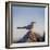 Arctic Terns (Sterna Paradisaea), Flatey Island, Breidafjordur, Iceland-null-Framed Photographic Print