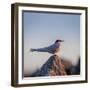 Arctic Terns (Sterna Paradisaea), Flatey Island, Breidafjordur, Iceland-null-Framed Photographic Print