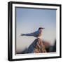 Arctic Terns (Sterna Paradisaea), Flatey Island, Breidafjordur, Iceland-null-Framed Photographic Print