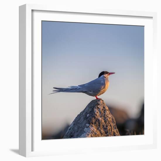 Arctic Terns (Sterna Paradisaea), Flatey Island, Breidafjordur, Iceland-null-Framed Photographic Print