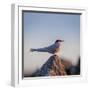 Arctic Terns (Sterna Paradisaea), Flatey Island, Breidafjordur, Iceland-null-Framed Photographic Print