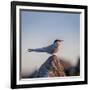 Arctic Terns (Sterna Paradisaea), Flatey Island, Breidafjordur, Iceland-null-Framed Photographic Print