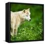 Arctic Wolf (Canis Lupus Arctos) Aka Polar Wolf Or White Wolf-l i g h t p o e t-Framed Stretched Canvas