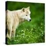 Arctic Wolf (Canis Lupus Arctos) Aka Polar Wolf Or White Wolf-l i g h t p o e t-Stretched Canvas