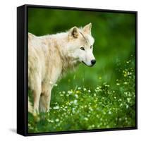 Arctic Wolf (Canis Lupus Arctos) Aka Polar Wolf Or White Wolf-l i g h t p o e t-Framed Stretched Canvas