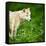 Arctic Wolf (Canis Lupus Arctos) Aka Polar Wolf Or White Wolf-l i g h t p o e t-Framed Stretched Canvas