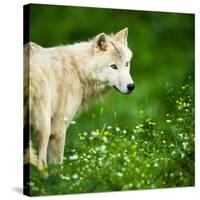 Arctic Wolf (Canis Lupus Arctos) Aka Polar Wolf Or White Wolf-l i g h t p o e t-Stretched Canvas