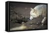 Arctic Wolf (Canis Lupus Arctos) Aka Polar Wolf or White Wolf-l i g h t p o e t-Framed Stretched Canvas
